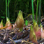 不倫が話題になるたびに思い浮かぶ「なんとかモリー」という言葉